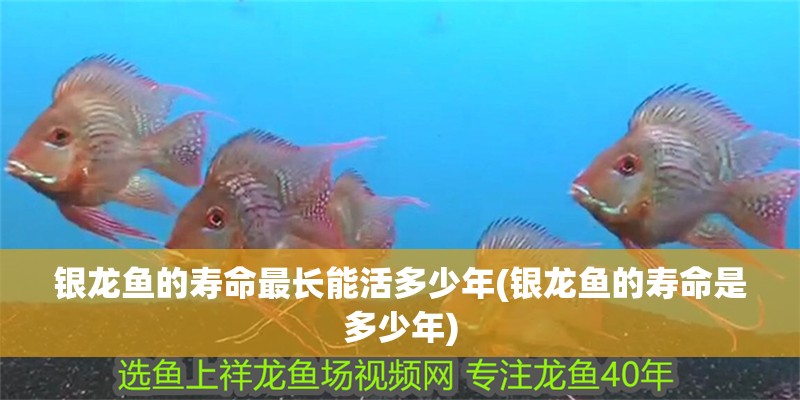 銀龍魚的壽命最長能活多少年(銀龍魚的壽命是多少年) 銀龍魚的壽命最長能活多少年(銀龍魚的壽命是多少年) 銀龍魚百科