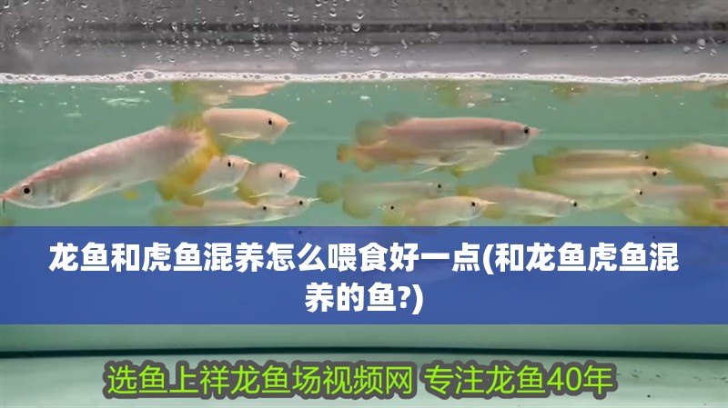 龍魚和虎魚混養怎么喂食好一點(和龍魚虎魚混養的魚?)