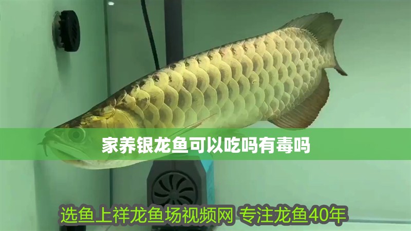 家養(yǎng)銀龍魚可以吃嗎有毒嗎