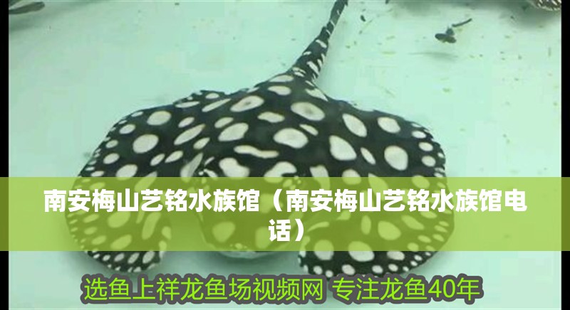 南安梅山藝銘水族館（南安梅山藝銘水族館電話）