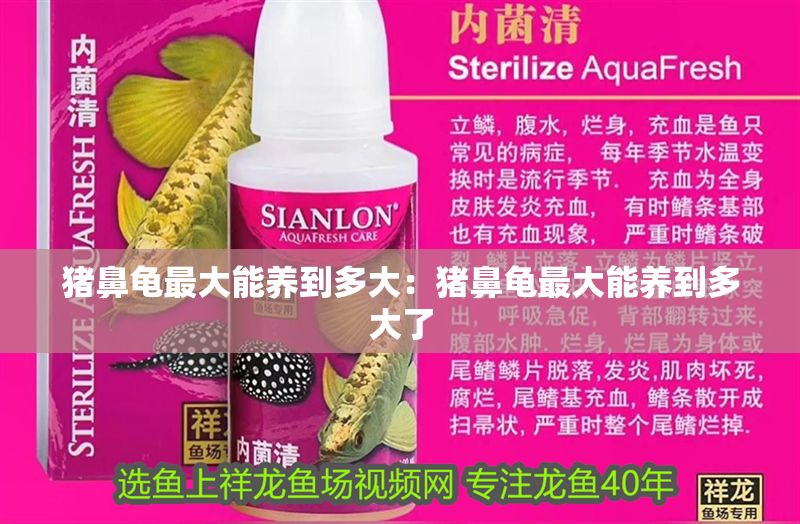 豬鼻龜最大能養(yǎng)到多大：豬鼻龜最大能養(yǎng)到多大了