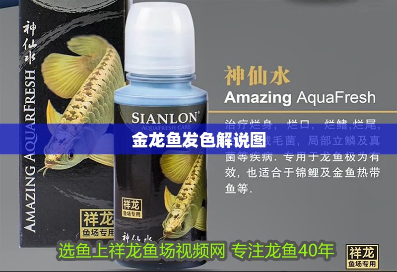 金龍魚發色解說圖