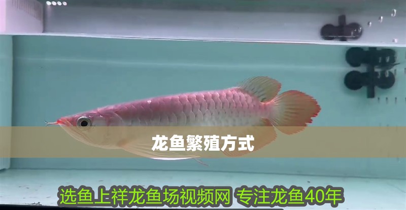 龍魚繁殖方式 龍魚繁殖方式 龍魚百科 第2張