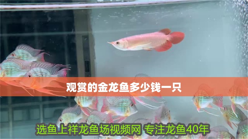 觀賞的金龍魚多少錢一只 觀賞的金龍魚多少錢一只 龍魚百科 第2張