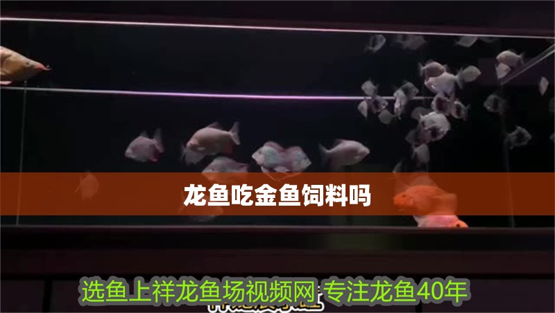 龍魚吃金魚飼料嗎