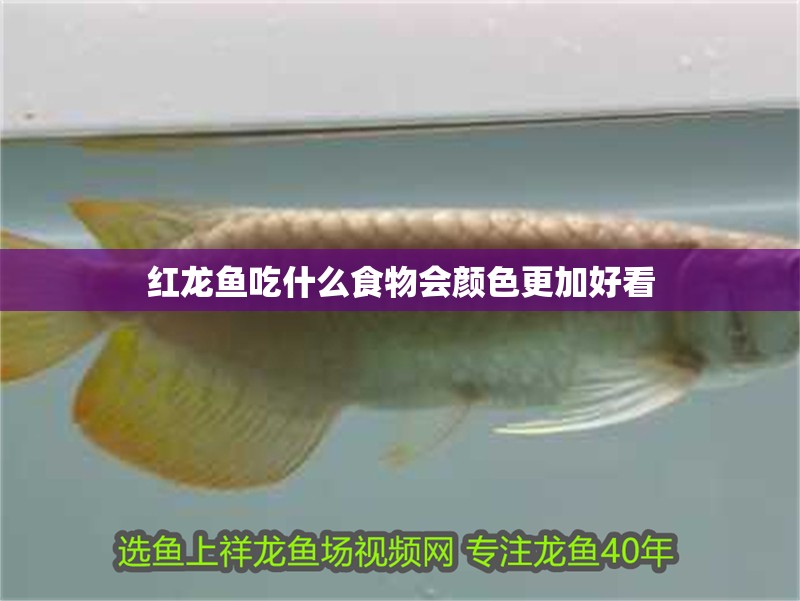 紅龍魚吃什么食物會顏色更加好看 紅龍魚吃什么食物會顏色更加好看 龍魚百科 第2張