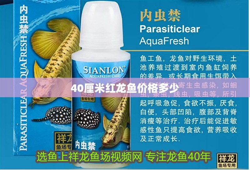 40厘米紅龍魚價格多少
