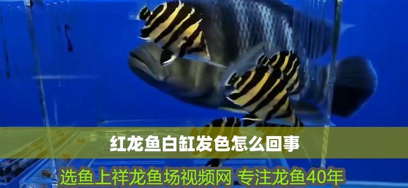 紅龍魚白缸發色怎么回事
