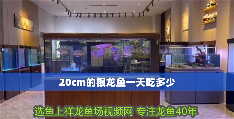 20cm的銀龍魚一天吃多少