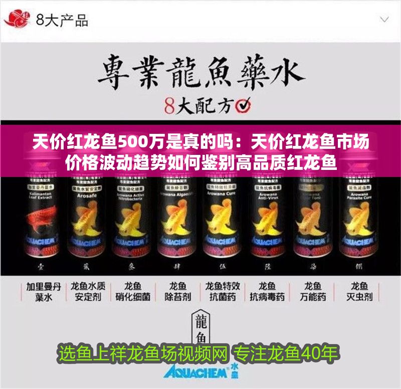 天價紅龍魚500萬是真的嗎：天價紅龍魚市場價格波動趨勢如何鑒別高品質紅龍魚 天價紅龍魚500萬是真的嗎：天價紅龍魚市場價格波動趨勢如何鑒別高品質紅龍魚 紅龍魚百科 第1張