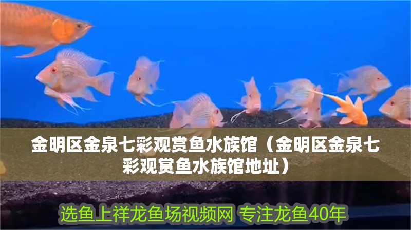 金明區金泉七彩觀賞魚水族館（金明區金泉七彩觀賞魚水族館地址） 金明區金泉七彩觀賞魚水族館（金明區金泉七彩觀賞魚水族館地址） 全國水族館企業名錄 第2張