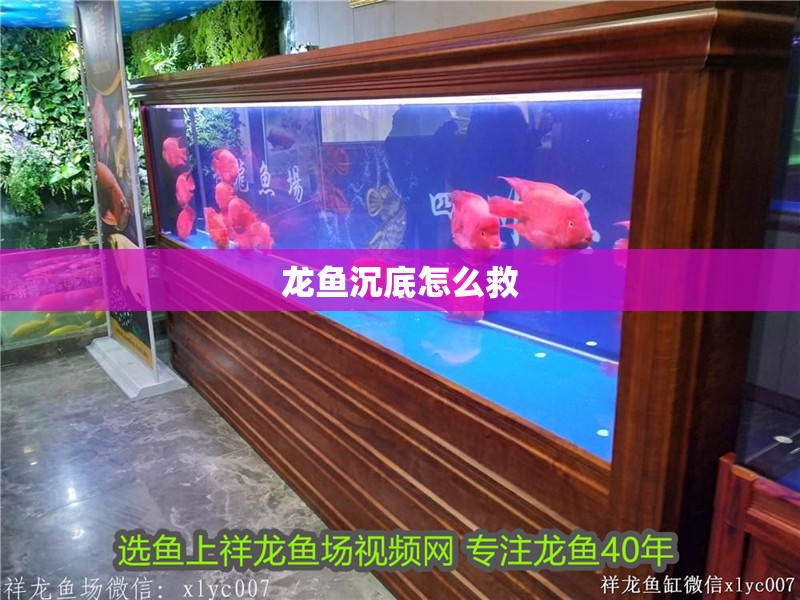 龍魚沉底怎么救