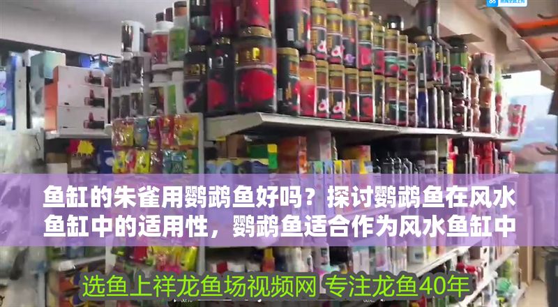 魚缸的朱雀用鸚鵡魚好嗎？探討鸚鵡魚在風水魚缸中的適用性，鸚鵡魚適合作為風水魚缸中的朱雀位選擇嗎？