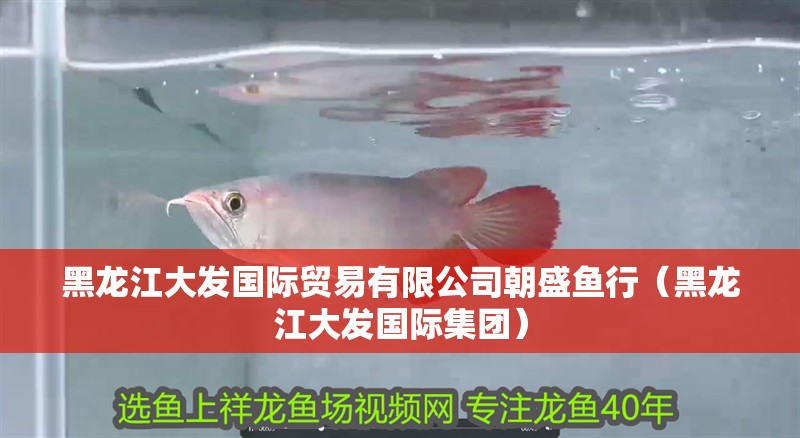 黑龍江大發(fā)國際貿(mào)易有限公司朝盛魚行（黑龍江大發(fā)國際集團(tuán)）