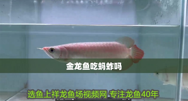 金龍魚(yú)吃螞蚱嗎