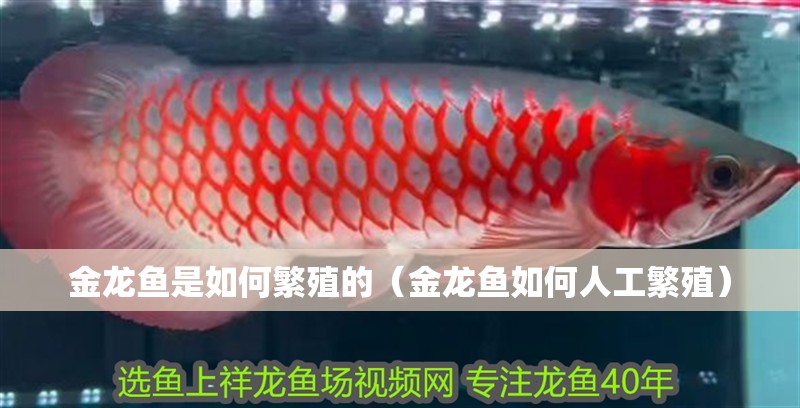 金龍魚是如何繁殖的（金龍魚如何人工繁殖）