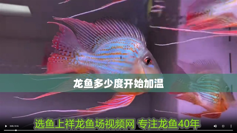 龍魚多少度開始加溫