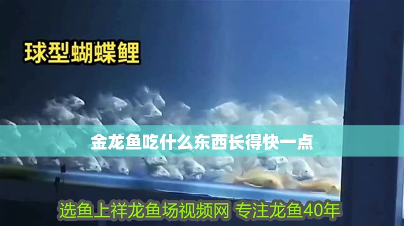 金龍魚吃什么東西長得快一點 金龍魚吃什么東西長得快一點 龍魚百科 第2張