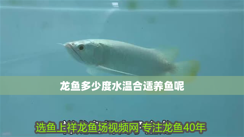 龍魚多少度水溫合適養魚呢