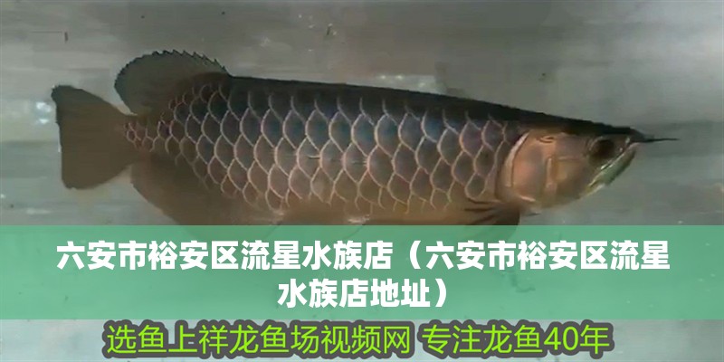 六安市裕安區流星水族店（六安市裕安區流星水族店地址）
