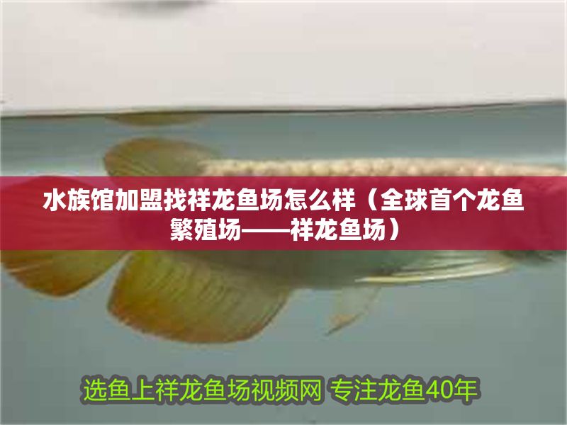 水族館加盟找祥龍魚場怎么樣（全球首個龍魚繁殖場——祥龍魚場）