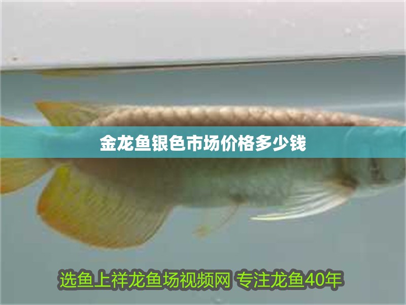 金龍魚銀色市場價格多少錢