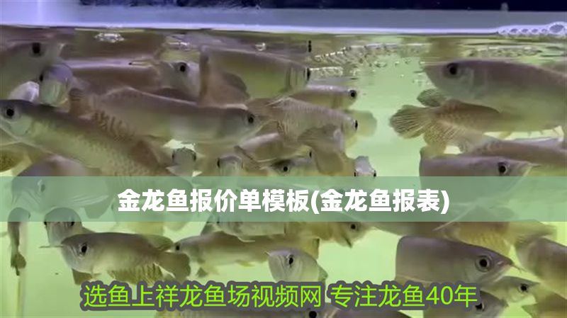 金龍魚報價單模板(金龍魚報表)