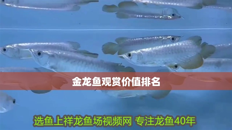金龍魚觀賞價值排名