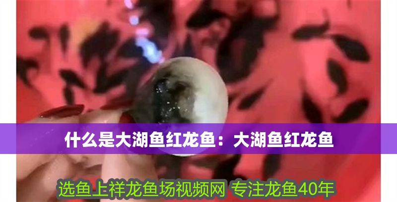 什么是大湖魚紅龍魚：大湖魚紅龍魚
