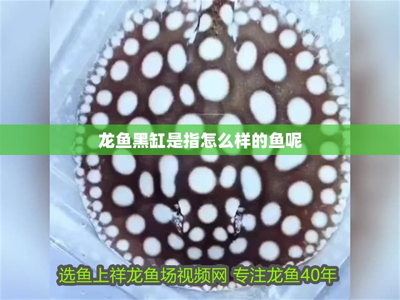 龍魚黑缸是指怎么樣的魚呢
