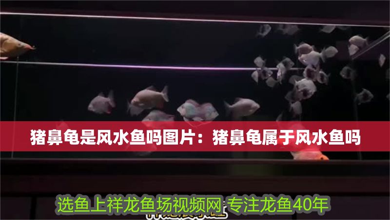 豬鼻龜是風水魚嗎圖片:豬鼻龜屬于風水魚嗎 豬鼻龜百科 第1張 豬鼻龜是風水魚嗎圖片:豬鼻龜屬于風水魚嗎 豬鼻龜是風水魚嗎圖片:豬鼻龜屬于風水魚嗎 豬鼻龜百科 第1張