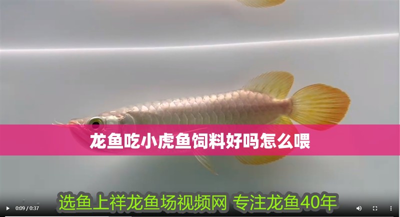 龍魚吃小虎魚飼料好嗎怎么喂