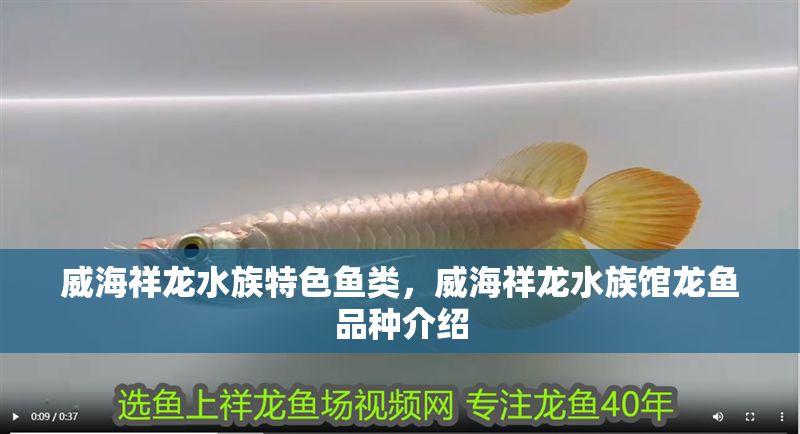 <strong><mark>威海</mark></strong>祥龍水族特色魚類，<strong><mark>威海</mark></strong>祥龍水族館龍魚品種介紹