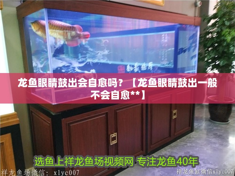 龍魚眼睛鼓出會自愈嗎？【龍魚眼睛鼓出一般不會自愈**】