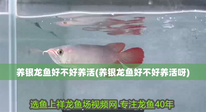養銀龍魚好不好養活(養銀龍魚好不好養活呀)