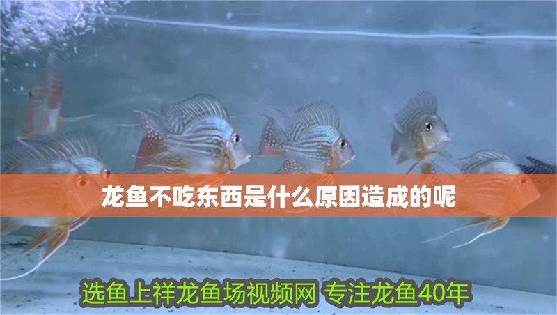 龍魚不吃東西是什么原因造成的呢 龍魚百科 第2張 龍魚不吃東西是什么原因造成的呢 龍魚不吃東西是什么原因造成的呢 龍魚百科 第2張