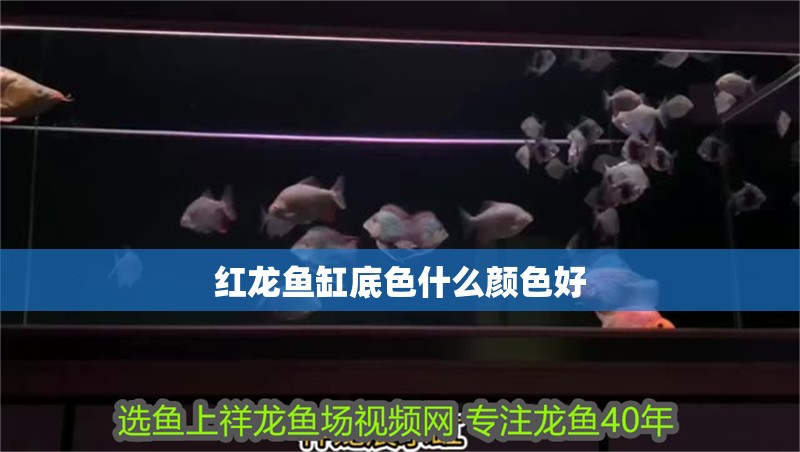紅龍魚缸底色什么顏色好