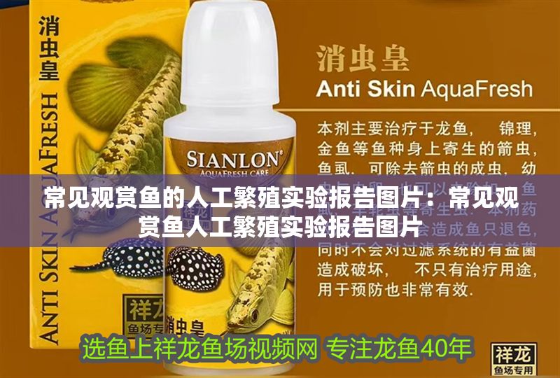 常見觀賞魚的人工繁殖實驗報告圖片：常見觀賞魚人工繁殖實驗報告圖片