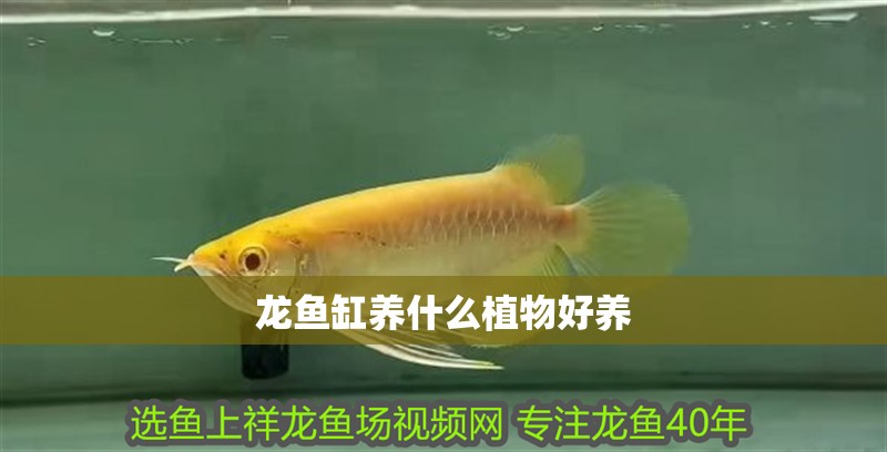 龍魚缸養什么植物好養