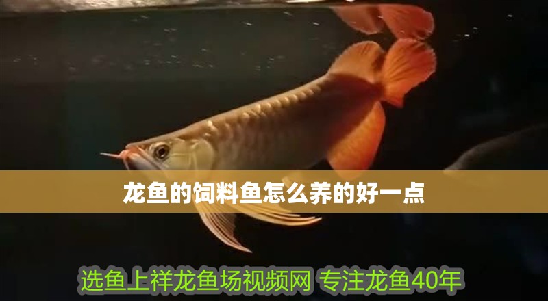 龍魚的飼料魚怎么養的好一點