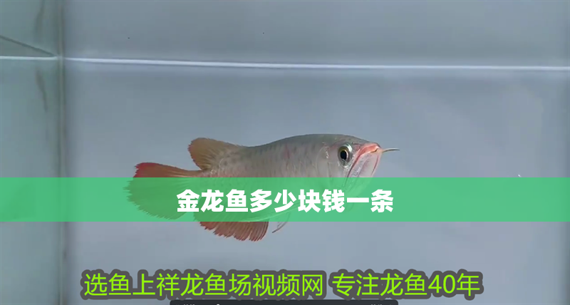 金龍魚(yú)多少塊錢一條