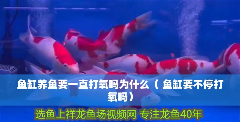 魚缸養(yǎng)魚要一直打氧嗎為什么（ 魚缸要不停打氧嗎）