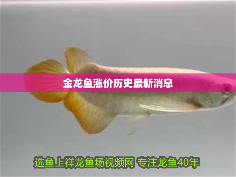 金龍魚漲價歷史最新消息
