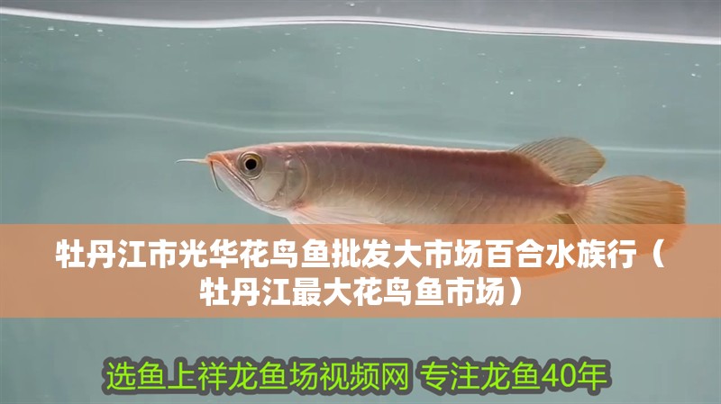 牡丹江市光華花鳥魚批發大市場百合水族行（牡丹江最大花鳥魚市場） 牡丹江市光華花鳥魚批發大市場百合水族行（牡丹江最大花鳥魚市場） 全國水族館企業名錄 第2張