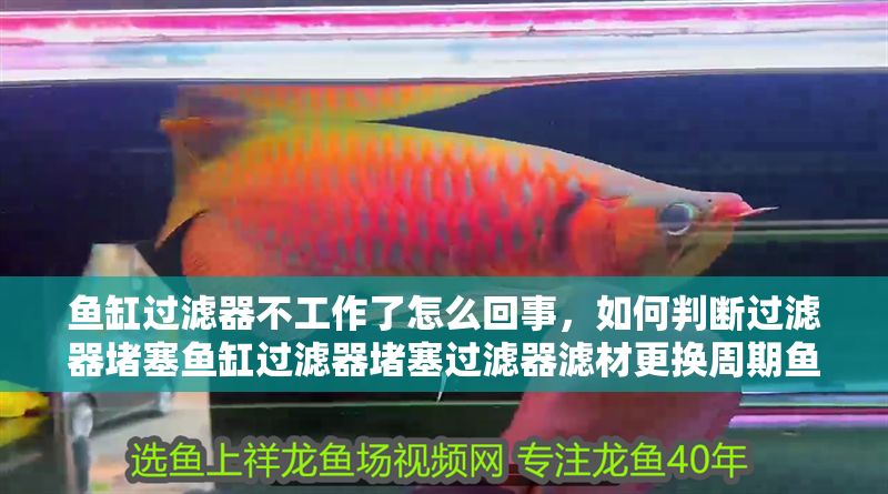 魚缸過濾器不工作了怎么回事，如何判斷過濾器堵塞魚缸過濾器堵塞過濾器濾材更換周期魚缸水泵維護技巧