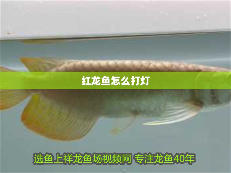 紅龍魚怎么打燈