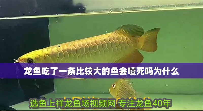 龍魚吃了一條比較大的魚會噎死嗎為什么