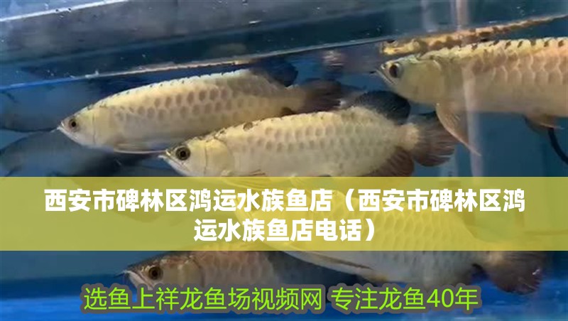 西安市碑林區鴻運水族魚店（西安市碑林區鴻運水族魚店電話）