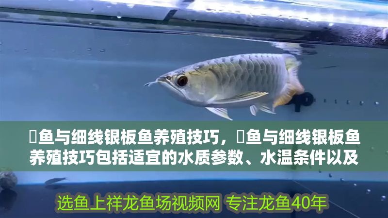 魟魚與細線銀板魚養殖技巧,魟魚與細線銀板魚養殖技巧包括適宜的水質參數、水溫條件以及避免尖銳物擺放等 虎魚百科 第2張 魟魚與細線銀板魚養殖技巧,魟魚與細線銀板魚養殖技巧包括適宜的水質參數、水溫條件以及避免尖銳物擺放等 魟魚與細線銀板魚養殖技巧,魟魚與細線銀板魚養殖技巧包括適宜的水質參數、水溫條件以及避免尖銳物擺放等 虎魚百科 第2張