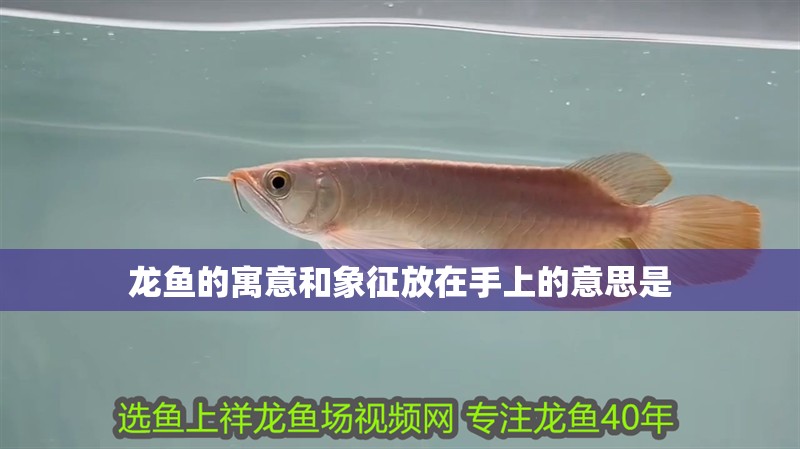 龍魚的寓意和象征放在手上的意思是